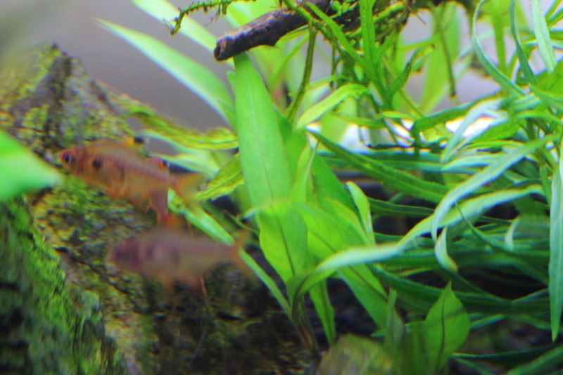 植栽から1日目　ニューラージリーフハイグロ